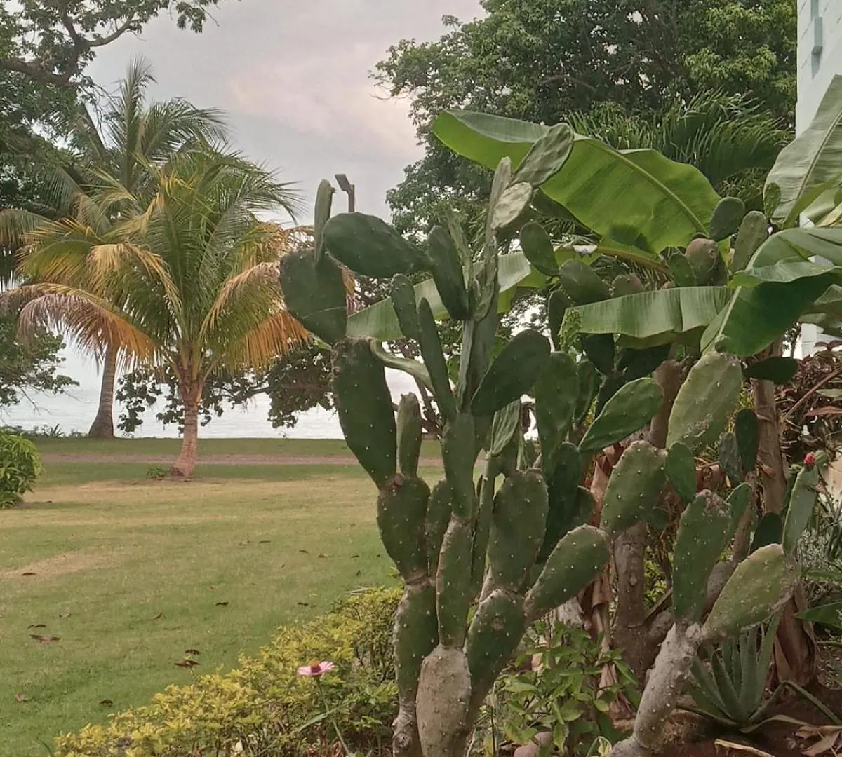 Appartement Casa Mire-Lee, Seaside Serenity At Negril 7 Miles Beach, Point Village Jamaica